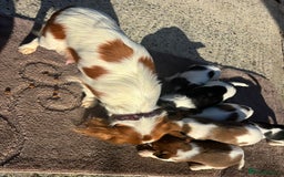 Mixed Breed dogs for sale: Lovely caver jack puppies for sale  - Advert 12