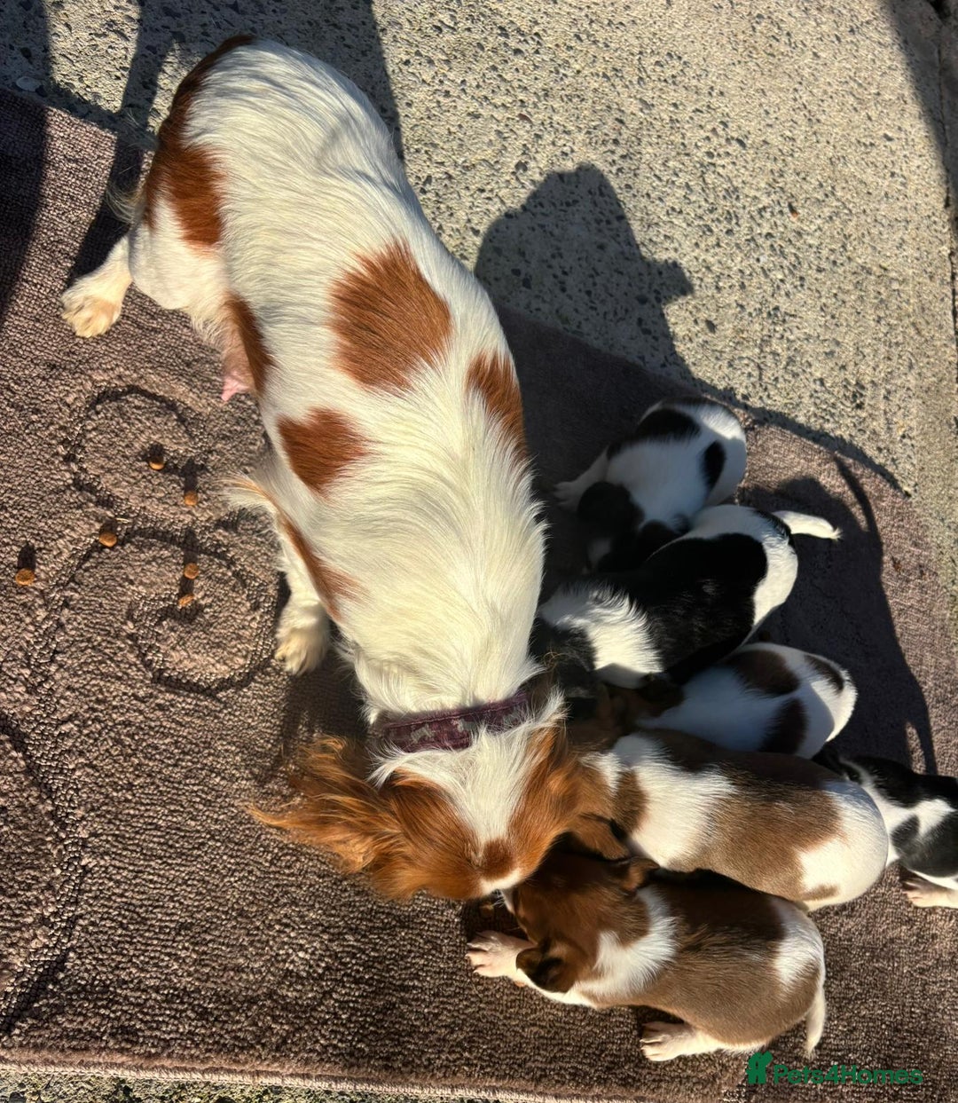 Mixed Breed dogs for sale: Lovely caver jack puppies for sale  - Advert 12