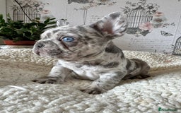 French Bulldog dogs for sale: French bulldog puppies health clear last boy in Hastings - Image 8