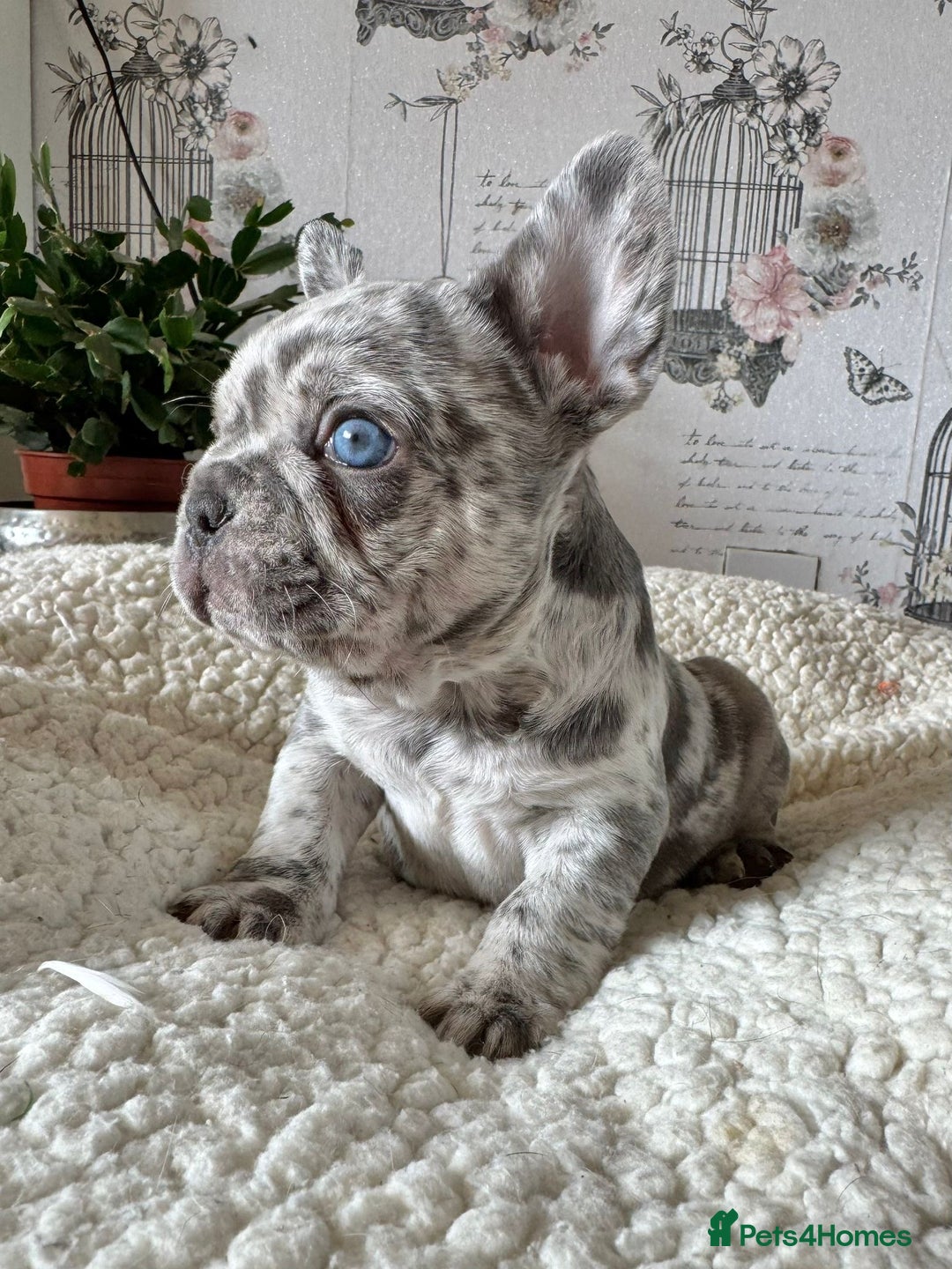 French Bulldog dogs for sale: French bulldog puppies health clear last boy in Hastings - Image 8