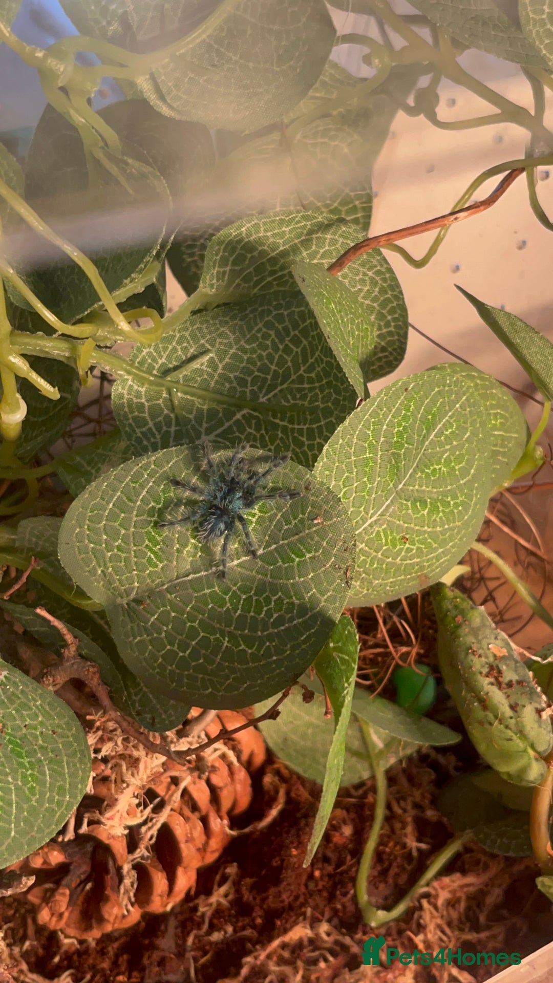 Tarantulas invertebrates for sale: Martinique pink toe tarantula sling - Advert 2