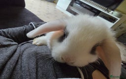 Mini Lop rabbits for sale: Mini lop baby girl ready now - Image 10
