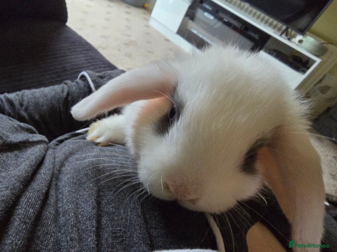 Mini Lop rabbits for sale: Mini lop baby girl ready now - Image 10