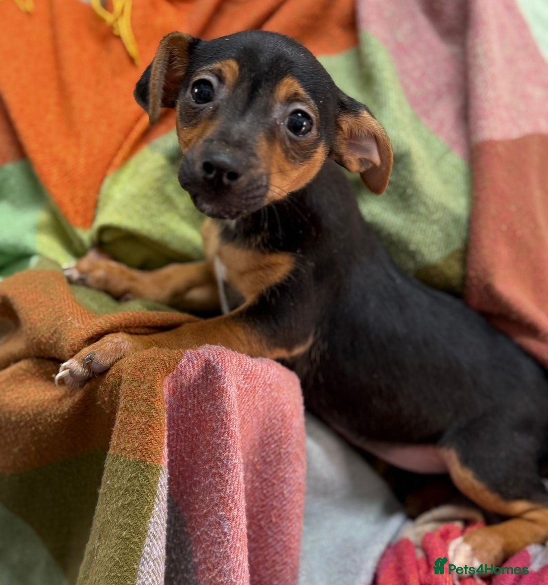 Jack Russell dogs for sale: 9 weeks old Jack Russel puppy's  - Image 11