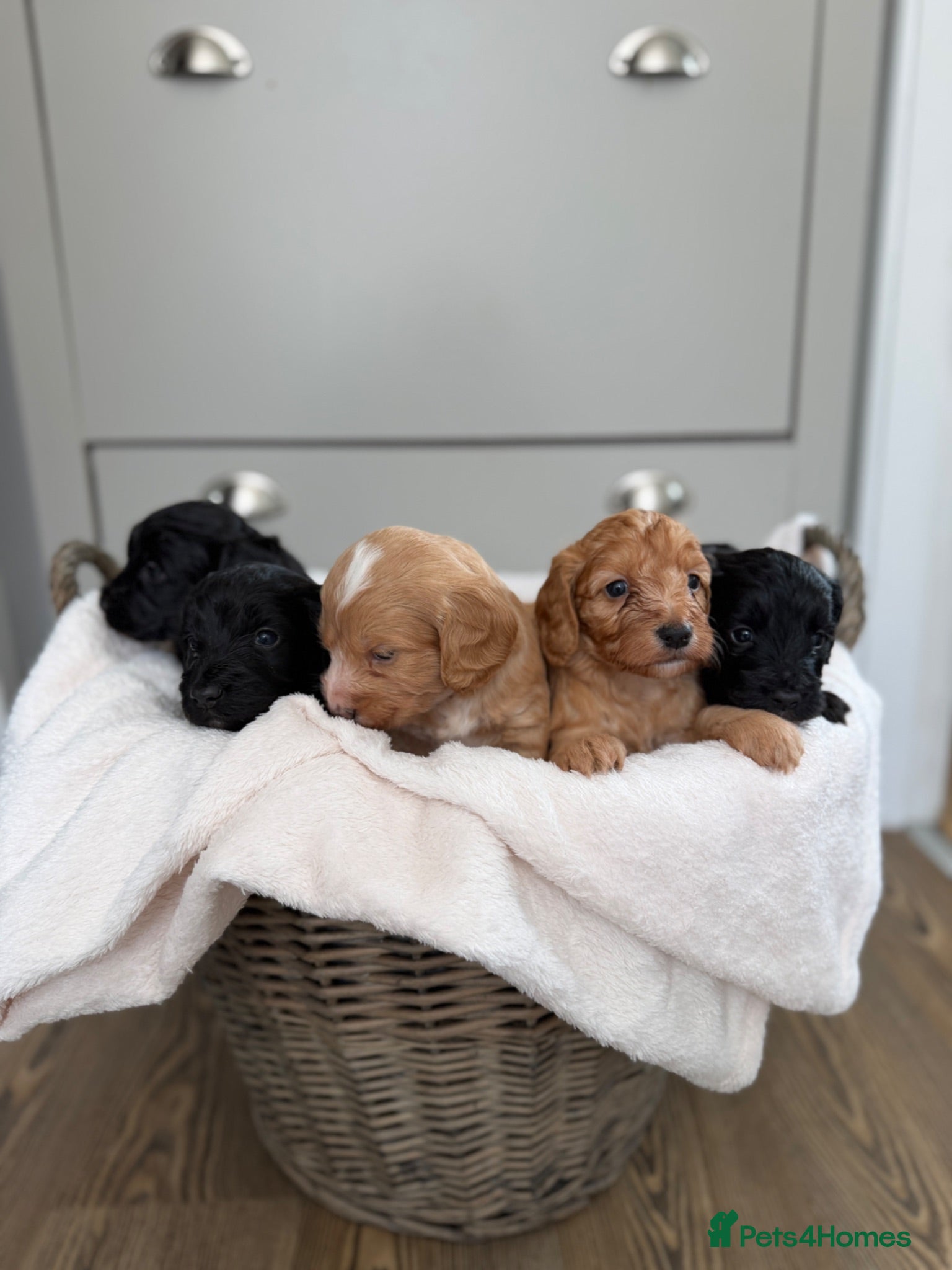 Cockapoo dogs STUNNING F1 cockapoo puppies  - Advert 5