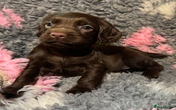 Cocker Spaniel dogs for sale: Beautiful Working Cocker Spaniel puppies - Image 1
