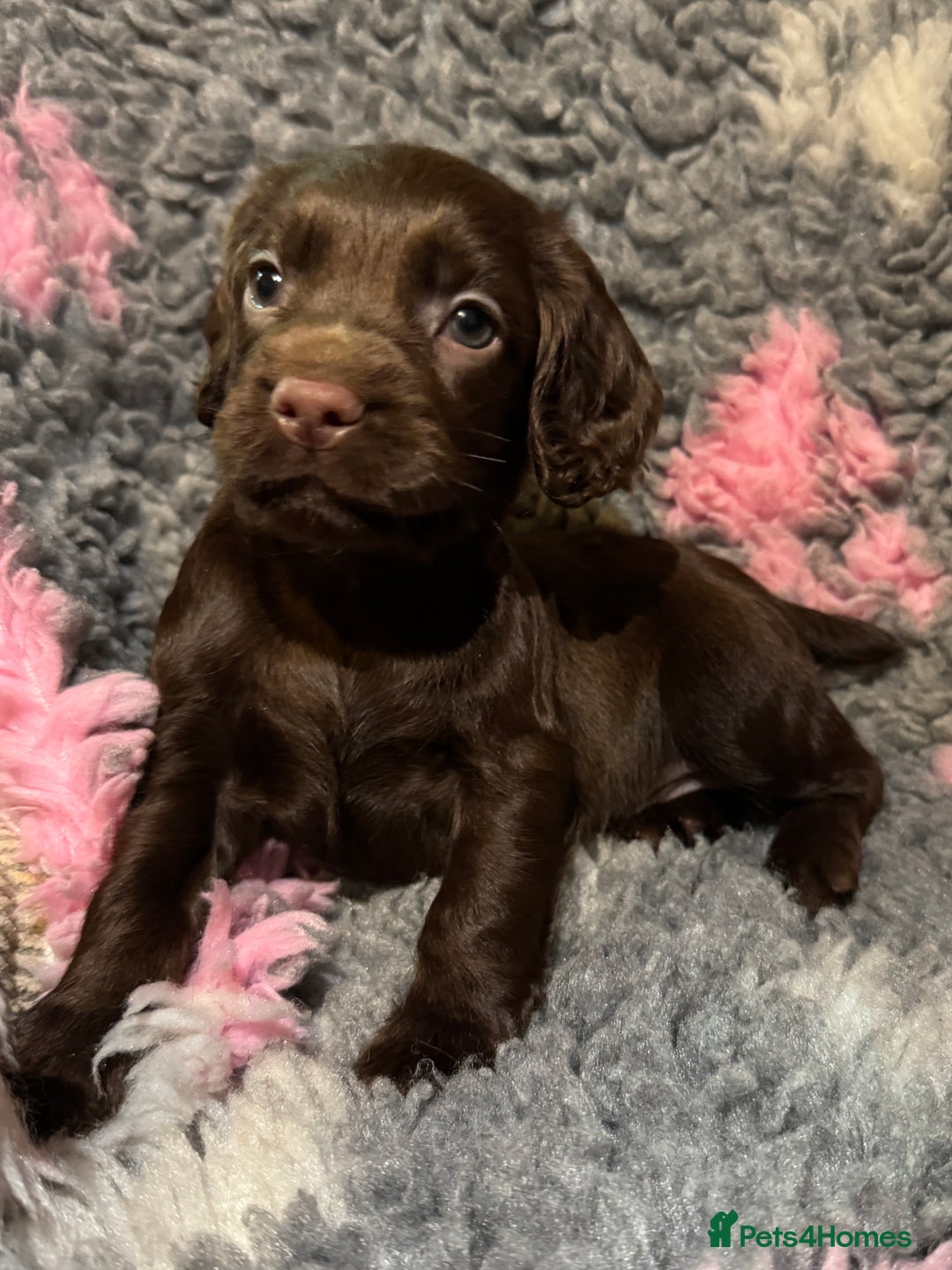 Cocker Spaniel dogs for sale: Beautiful Working Cocker Spaniel puppies - Image 1