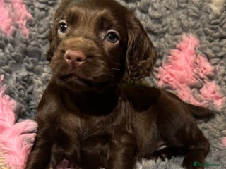 Cocker Spaniel dogs - Advert 7