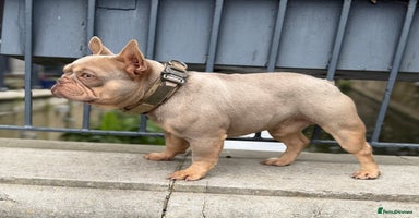 French Bulldog dogs - Advert 4