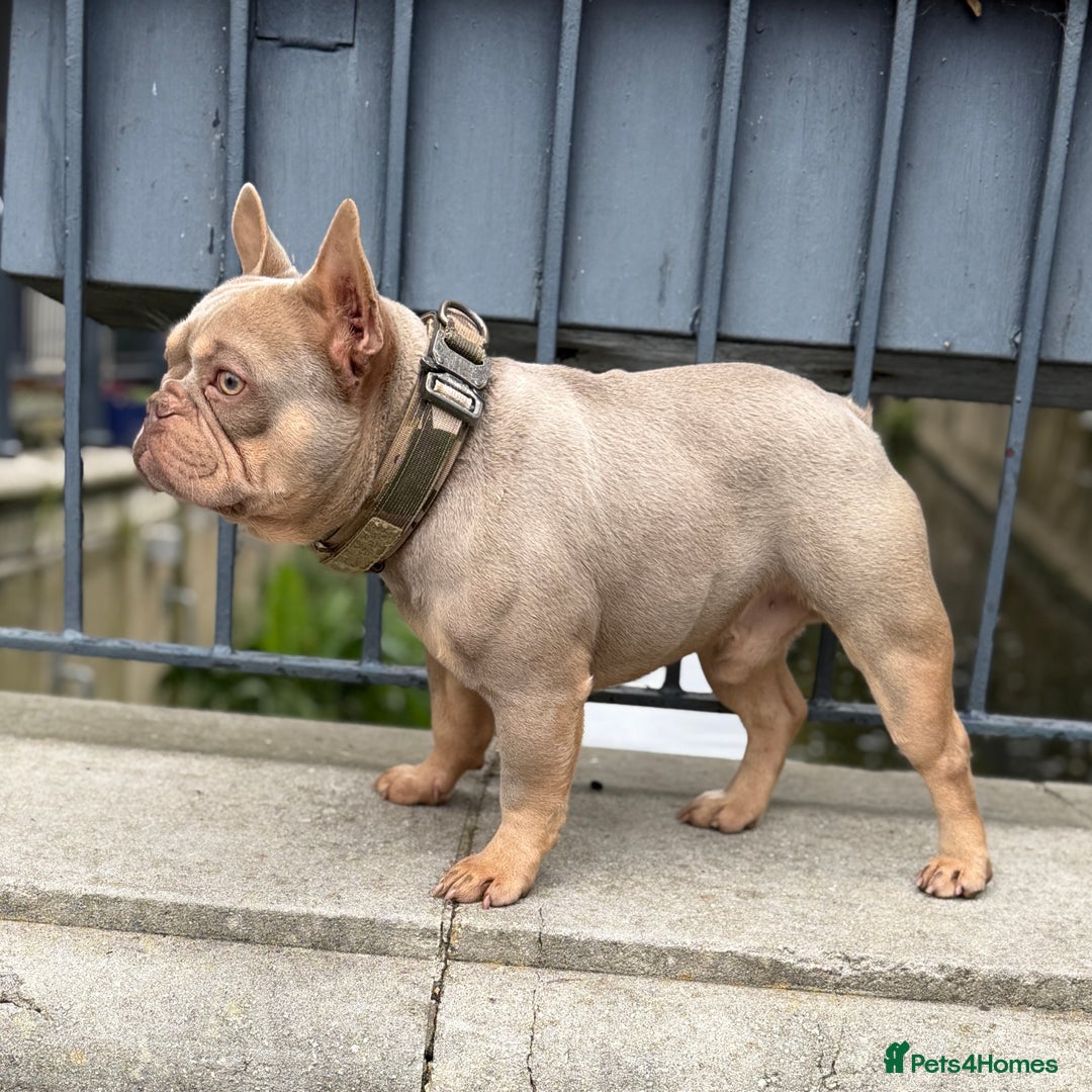French Bulldog dogs for sale: Micro Isabella & Tan Male French Bulldog - Image 2