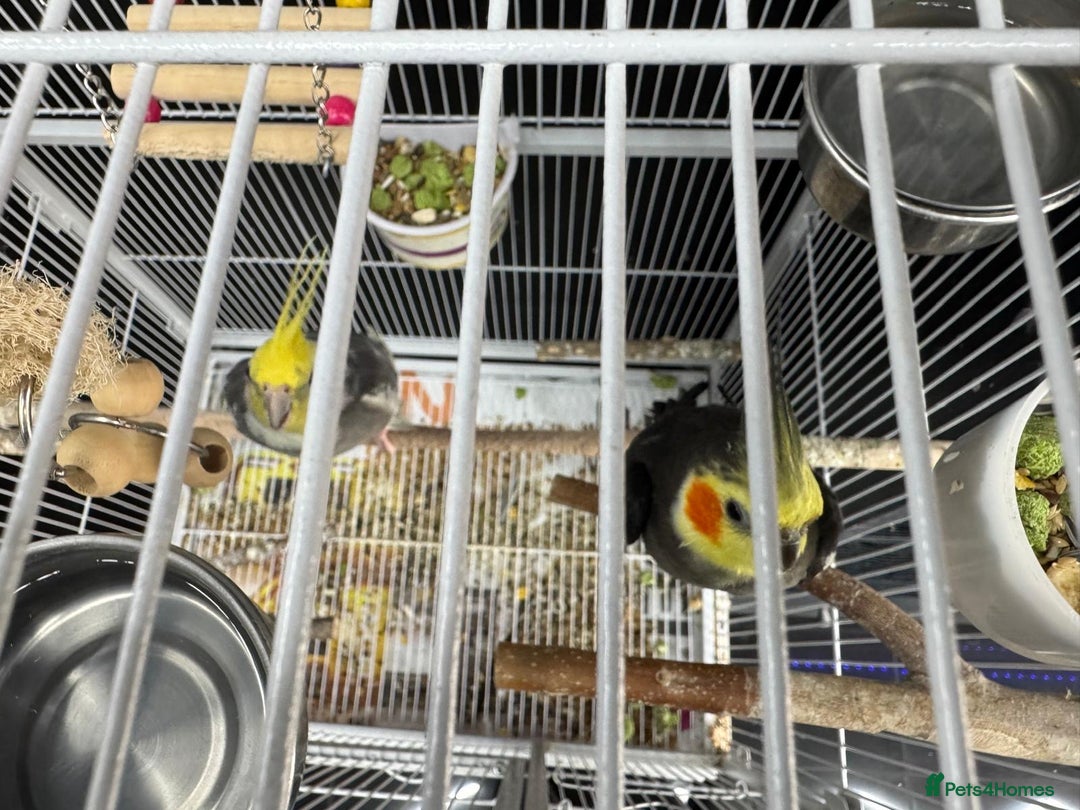 Ringnecks birds for sale: Male and female cocktails - Advert 3