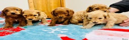 Cockapoo dogs for sale: Gorgeous cockapoo puppies, 2 boys and 2 girls - Advert 1