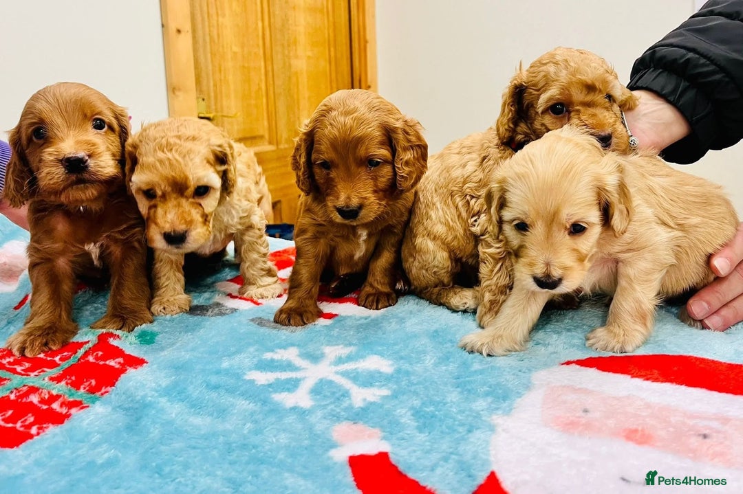 Cockapoo dogs for sale: Gorgeous cockapoo puppies, 2 boys and 2 girls - Advert 1