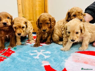 Cockapoo dogs Gorgeous cockapoo puppies, 2 boys and 2 girls - Advert 2