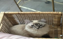 Ragdoll cats for sale: Male Ragdoll - Image 2