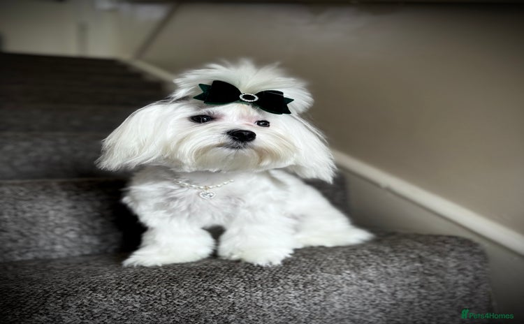 Maltese dogs in Ipswich - Advert 6