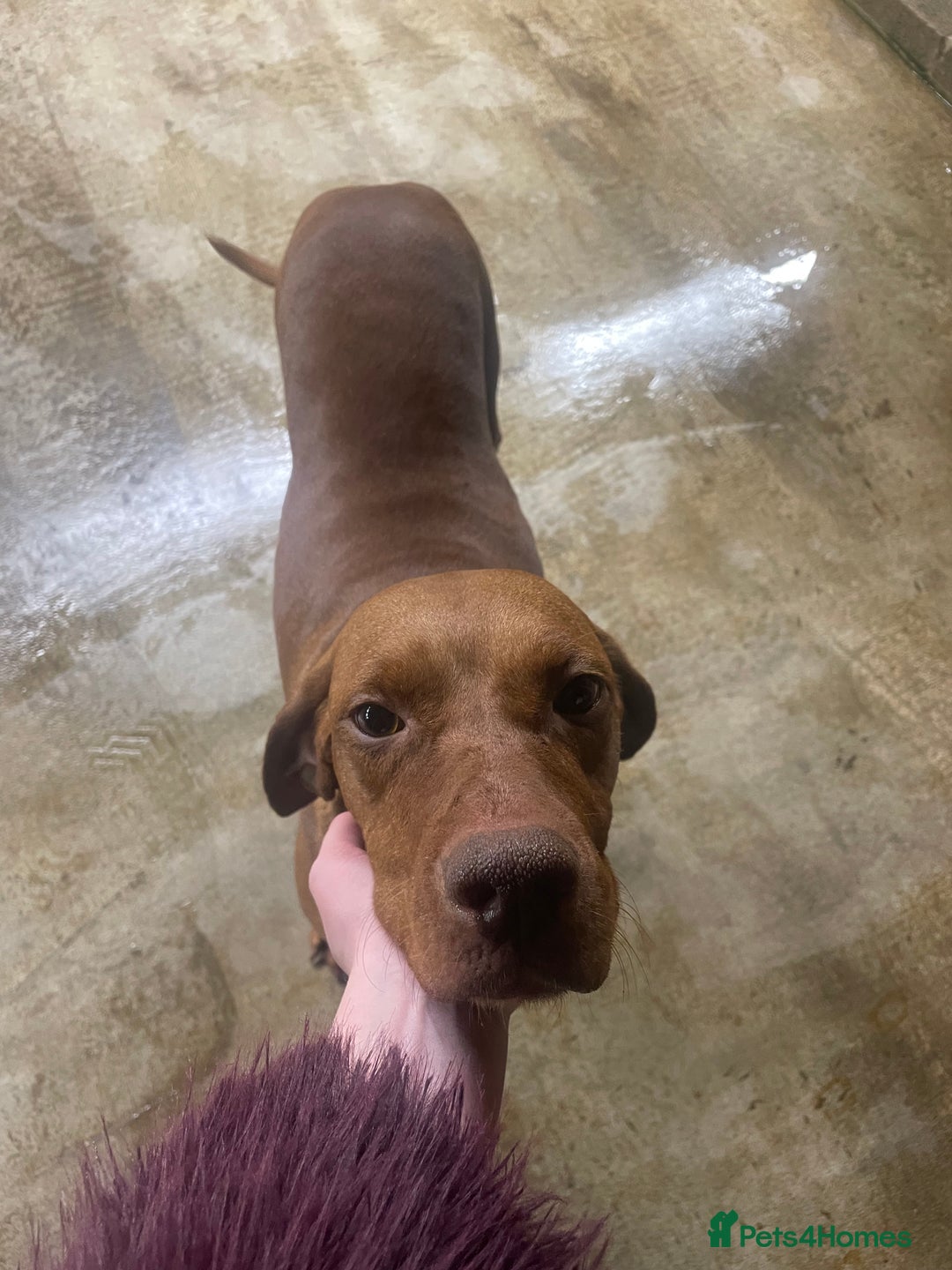 Hungarian Vizsla dogs for sale: 1 male KC registered Hungarian Vizla for sale  - Advert 5