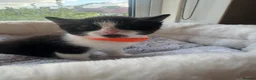 Mixed Breed cats for sale: Gorgeous kittens looking for forever home  - Advert 5