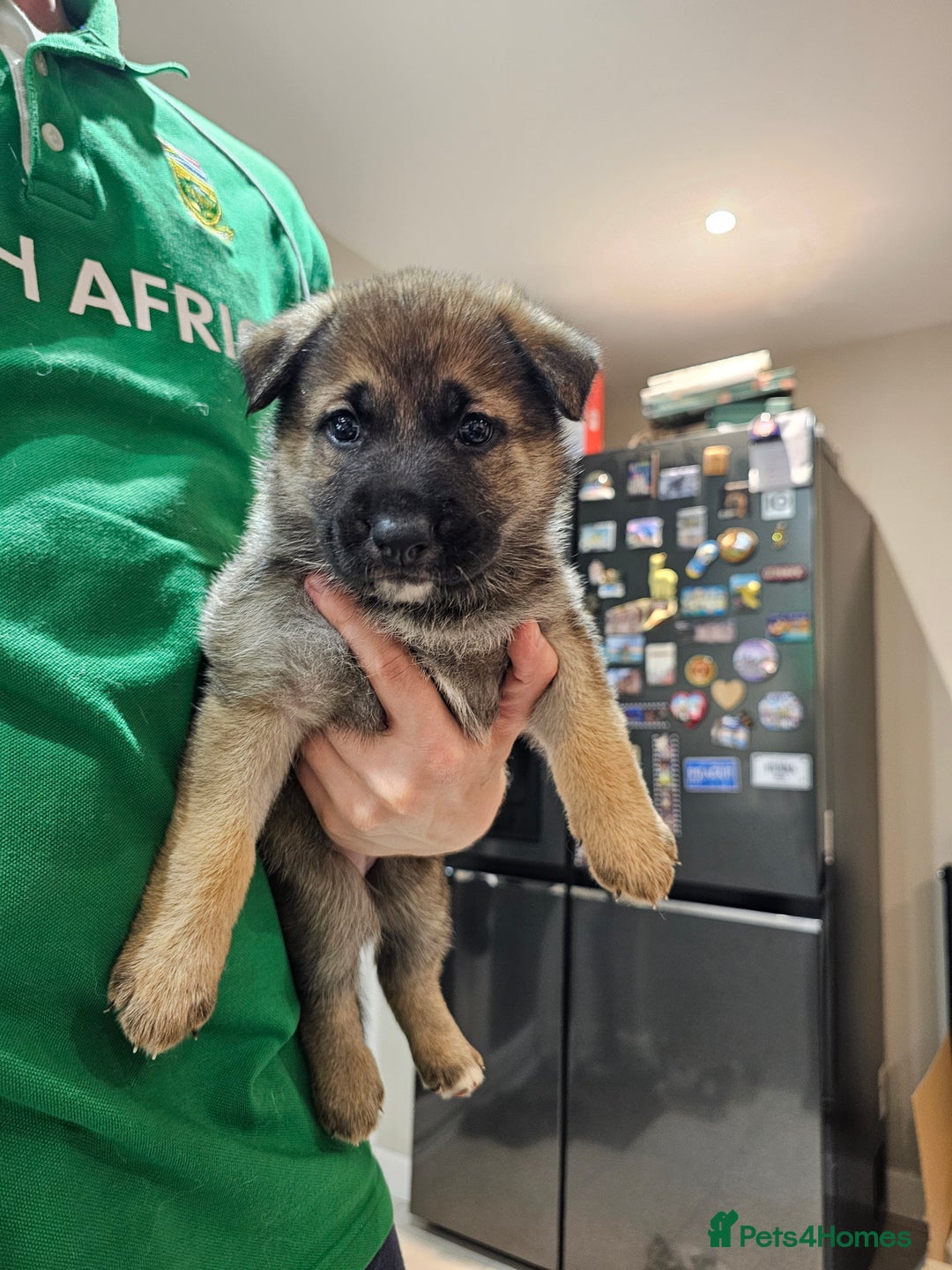 Mixed Breed dogs for sale: German Shepherd x Akita puppies - 4 females left - Advert 13