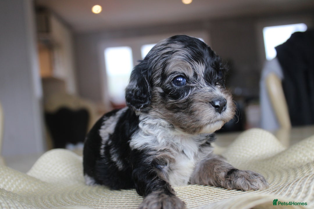 Cavapoo dogs for sale: Iconic cavapoo litter health tested parentage  - Advert 6