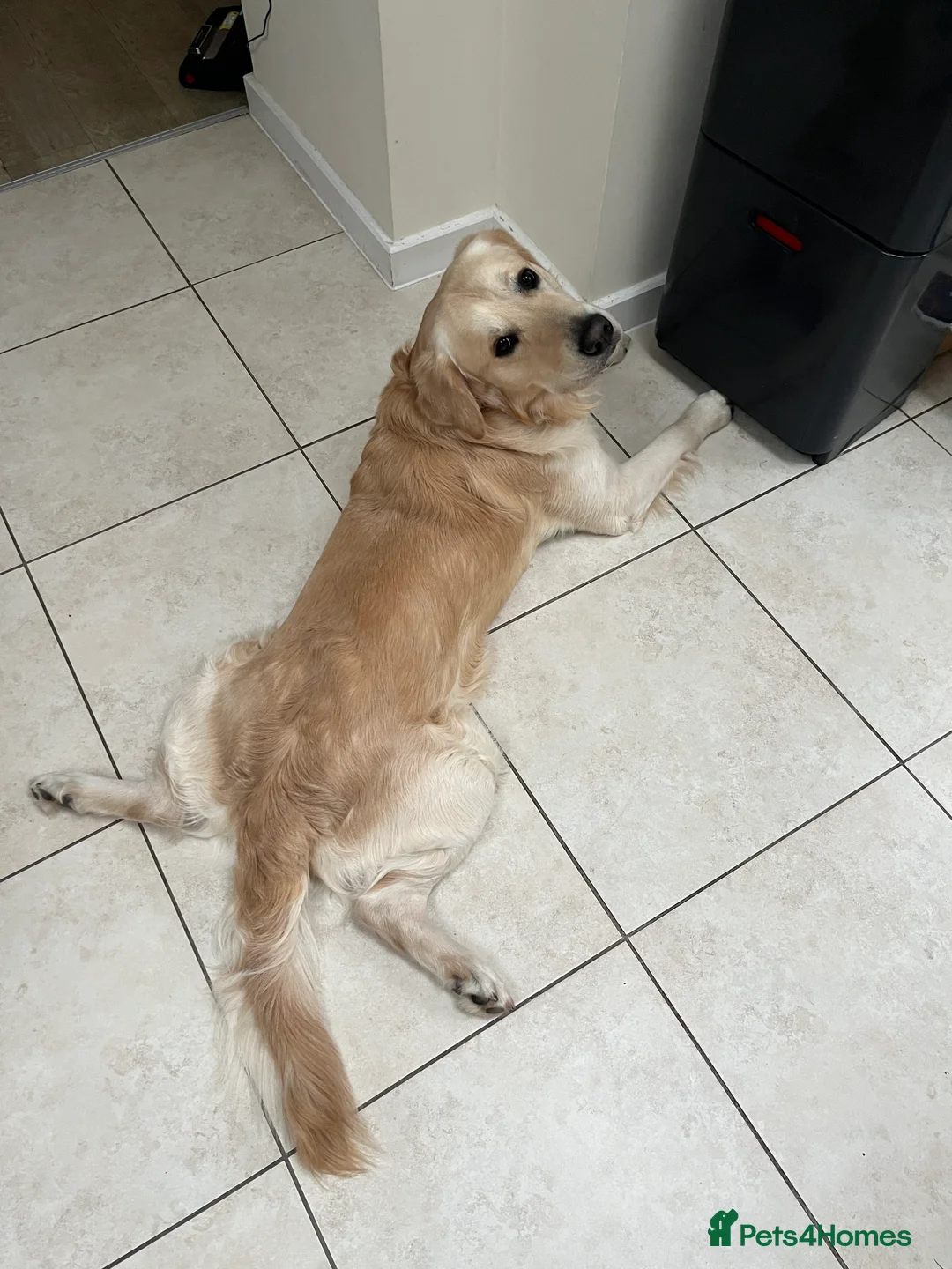 Golden Retriever dogs for stud: Milo - Golden Retriever for stud in Horsham - Advert 11