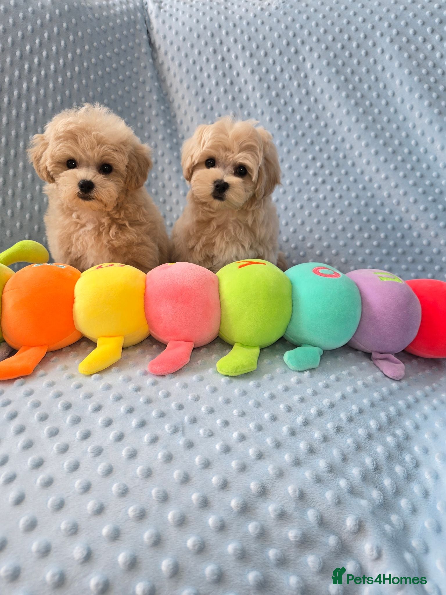 Maltipoo dogs  Beautiful  Maltipoo - Advert 2