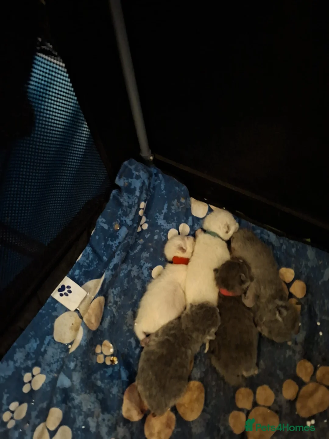 British Shorthair cats for sale: Beautiful British short hair kittens indoor homes  - Advert 4