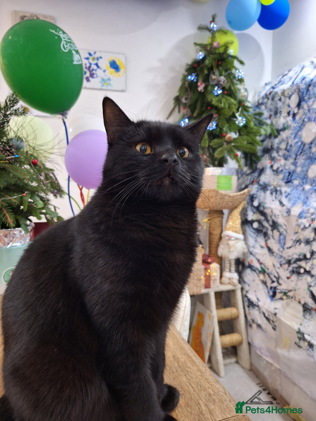 British Shorthair cats for sale: BSH boy, 8 month old, London  - Advert 2