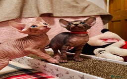 Sphynx cats for sale: HCM ******tery, pure Canadian Sphynx kittens  - Image 2