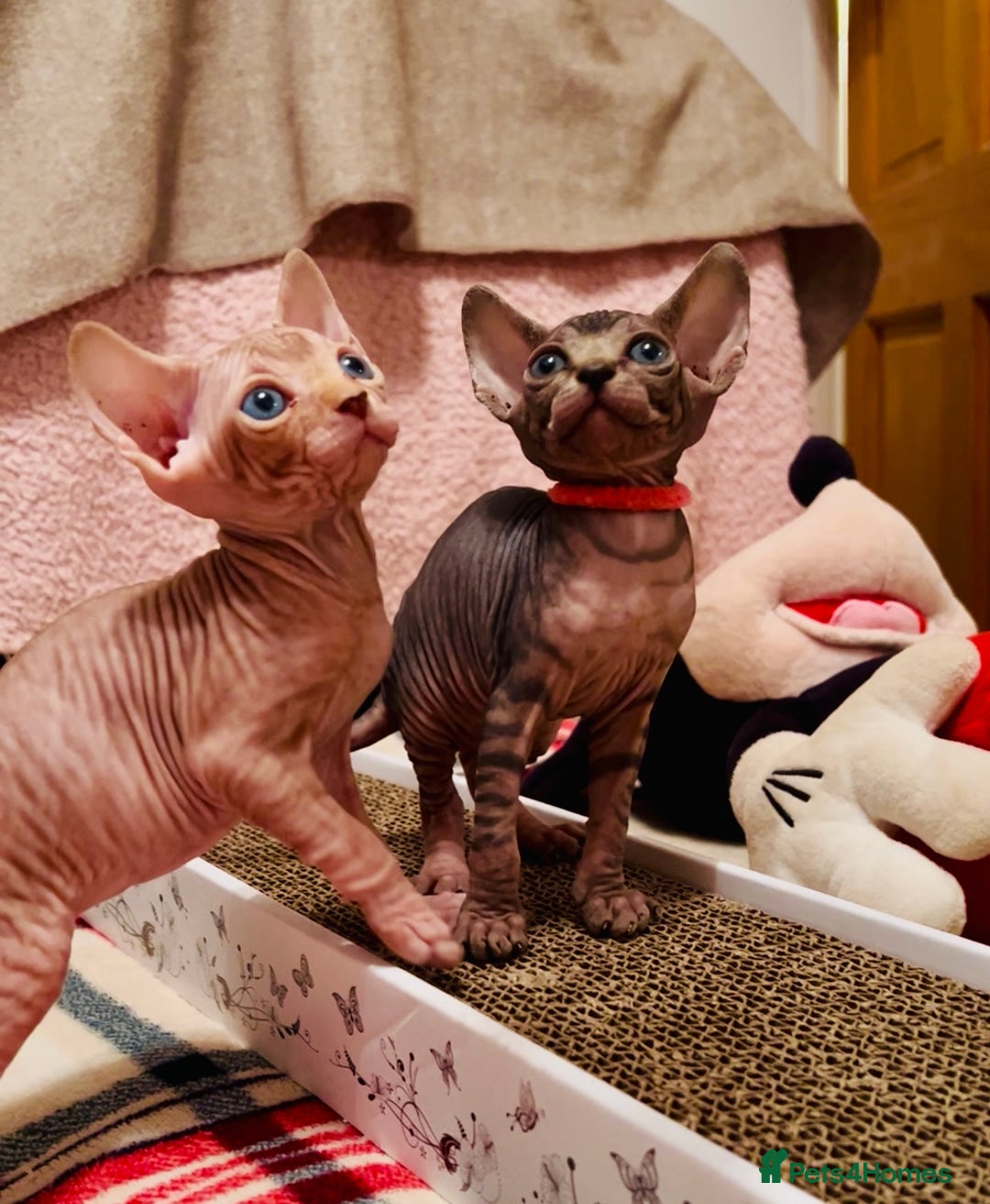 Sphynx cats for sale: HCM ******tery, pure Canadian Sphynx kittens  - Image 2
