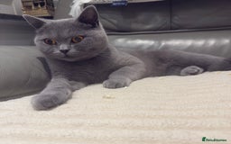 British Shorthair cats for sale: British shorthair Female  - Image 7