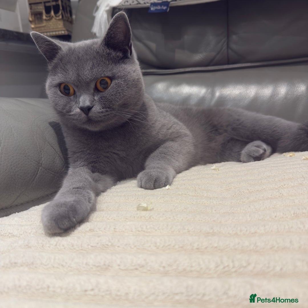 British Shorthair cats for sale: British shorthair Female  - Image 7
