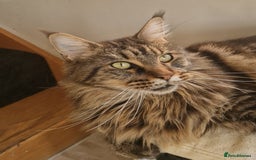 Maine Coon cats for sale: XL pedigree mainecoon female  - Advert 3