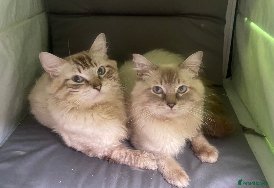 Ragdoll cats for sale: Loving home required ASAP - Image 2