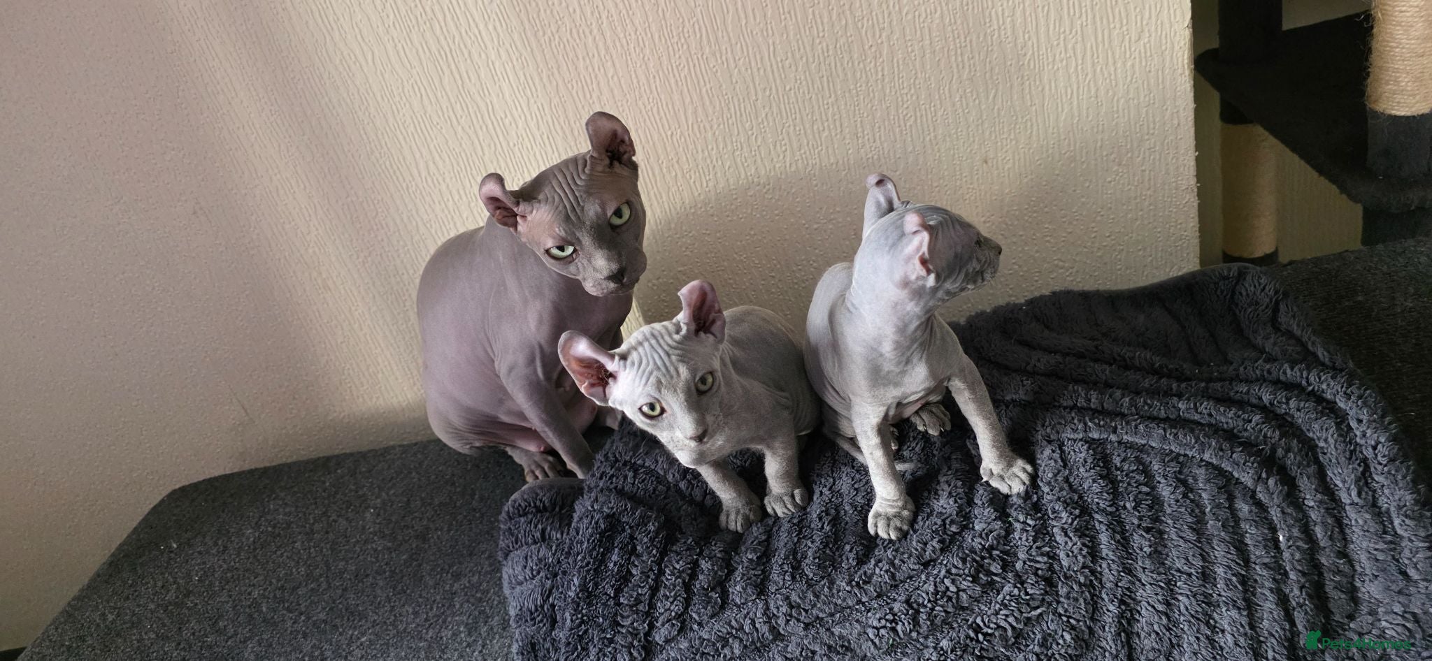 Sphynx cats Sphynx Elf & Peterbald Kittens - Advert 2