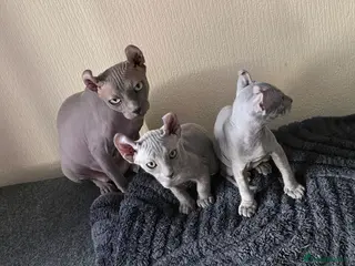 Sphynx cats Sphynx Elf & Peterbald Kittens - Advert 2
