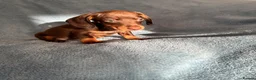 Dachshund dogs for sale: Dauchund puppies  in Uckfield - Advert 5