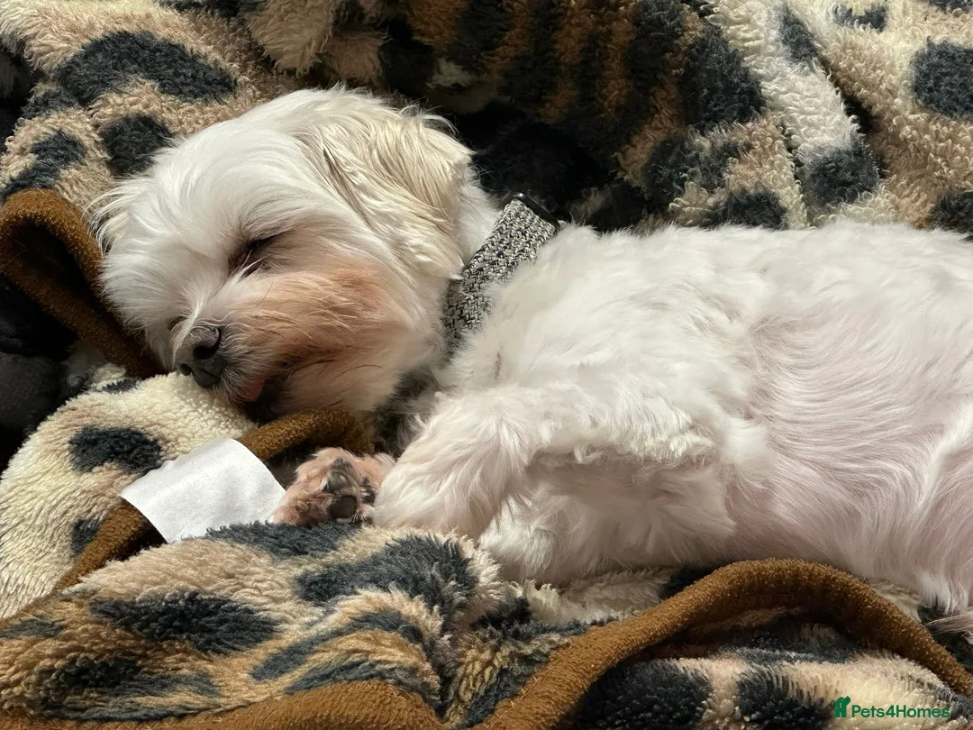 Maltese dogs for adoption: Meet Milo – a Lovely little Boy for a  Loving Home - Advert 6
