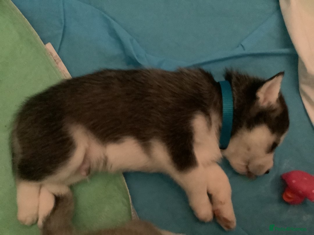 Siberian Husky dogs for sale: Gorgeous husky pups - Image 6