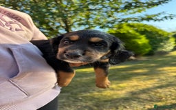 Cocker Spaniel dogs for sale: Working cocker spaniels  - Image 19