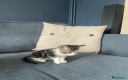 Domestic Shorthair cats for sale: Three beautiful playful kittens. - Image 7