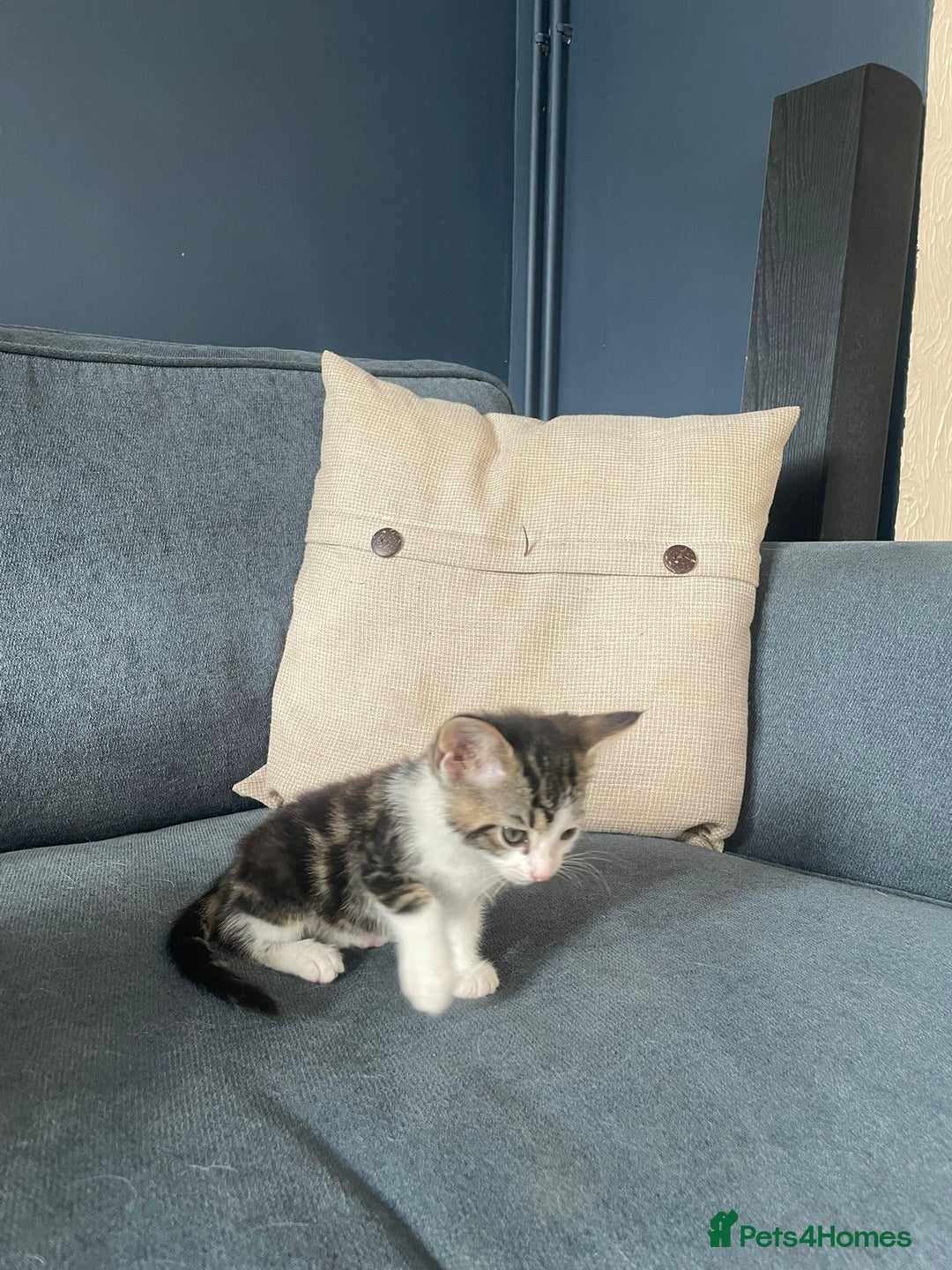 Domestic Shorthair cats for sale: Three beautiful playful kittens. - Image 7