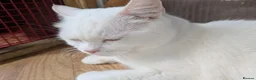 Mixed Breed cats for adoption: Gorgeous Blue Eyed Rescue in Bristol - Advert 6