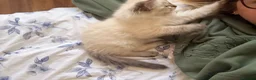 Ragdoll cats for sale: Ragdoll kitten in Bournemouth - Advert 4