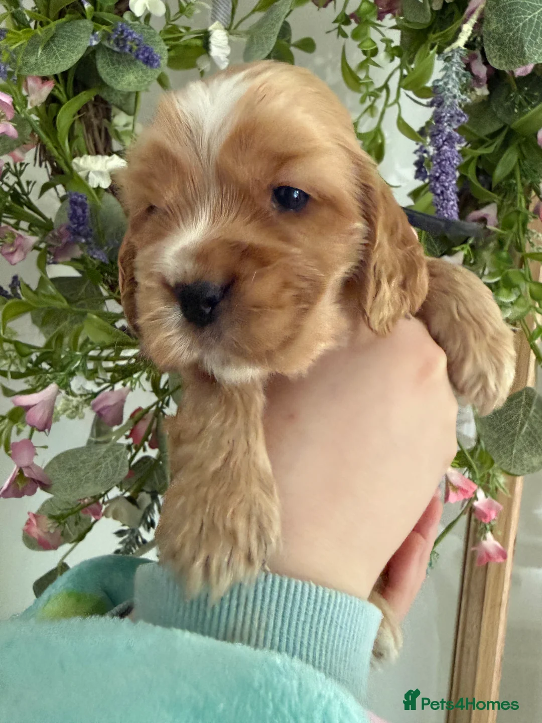 Cocker Spaniel dogs for sale: Champion show lines kc show type cocker spaniels - Advert 2