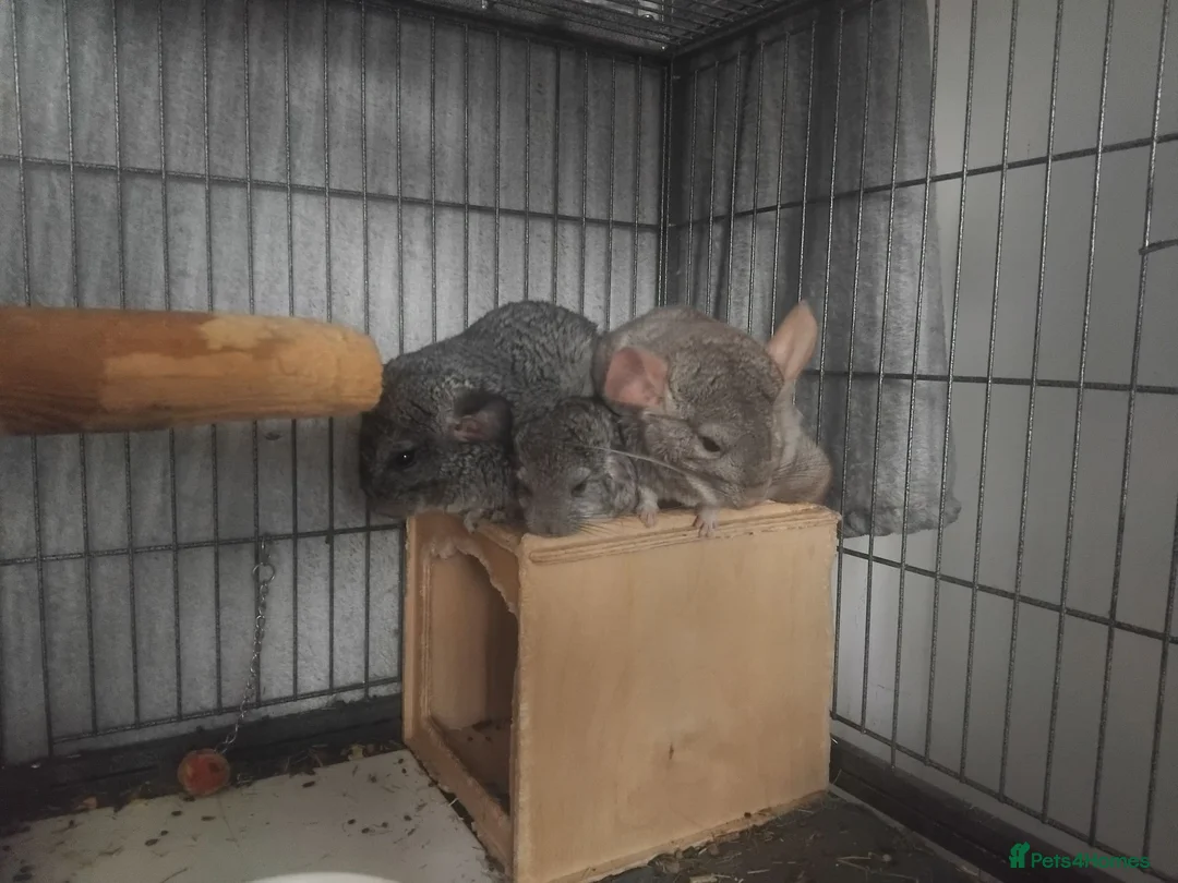 Chinchilla rodents for sale: Chinchilla małe young Preston  in Preston - Advert 2