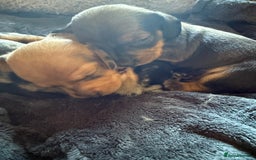 Dachshund dogs for sale: Dachshund puppies for sale  - Image 13