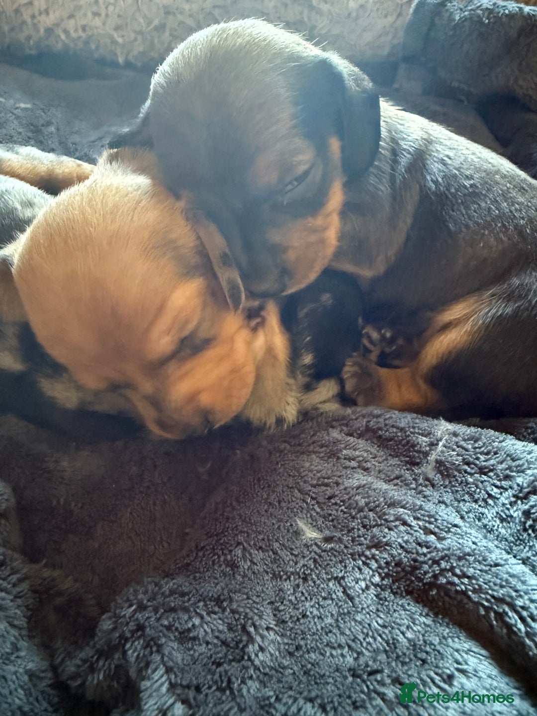 Dachshund dogs for sale: Dachshund puppies for sale  - Image 13