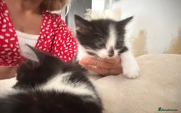 Mixed Breed cats for sale: Beautiful marking very fluffy  - Image 8
