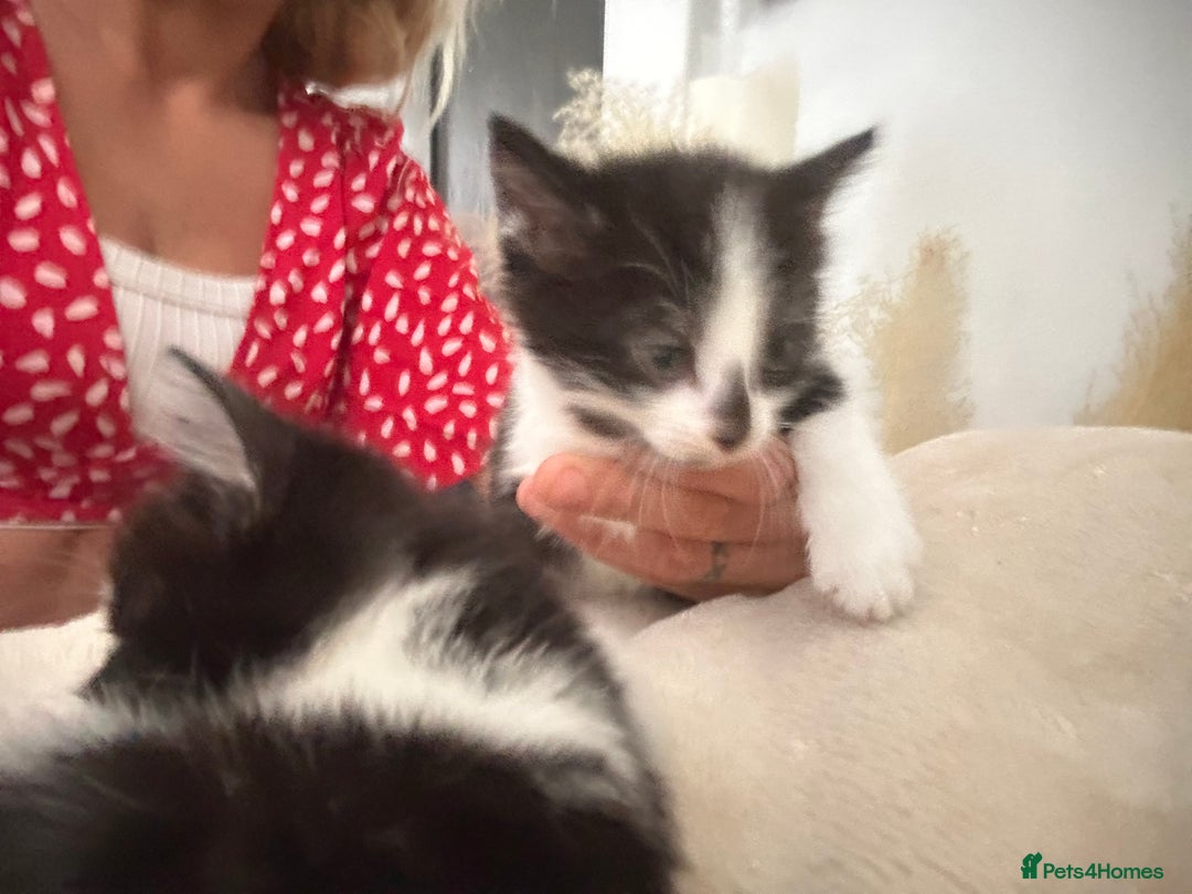 Mixed Breed cats for sale: Beautiful marking very fluffy  - Image 8